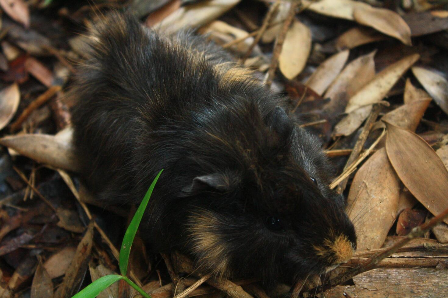 Guinea Pig in Natural Habitat photo