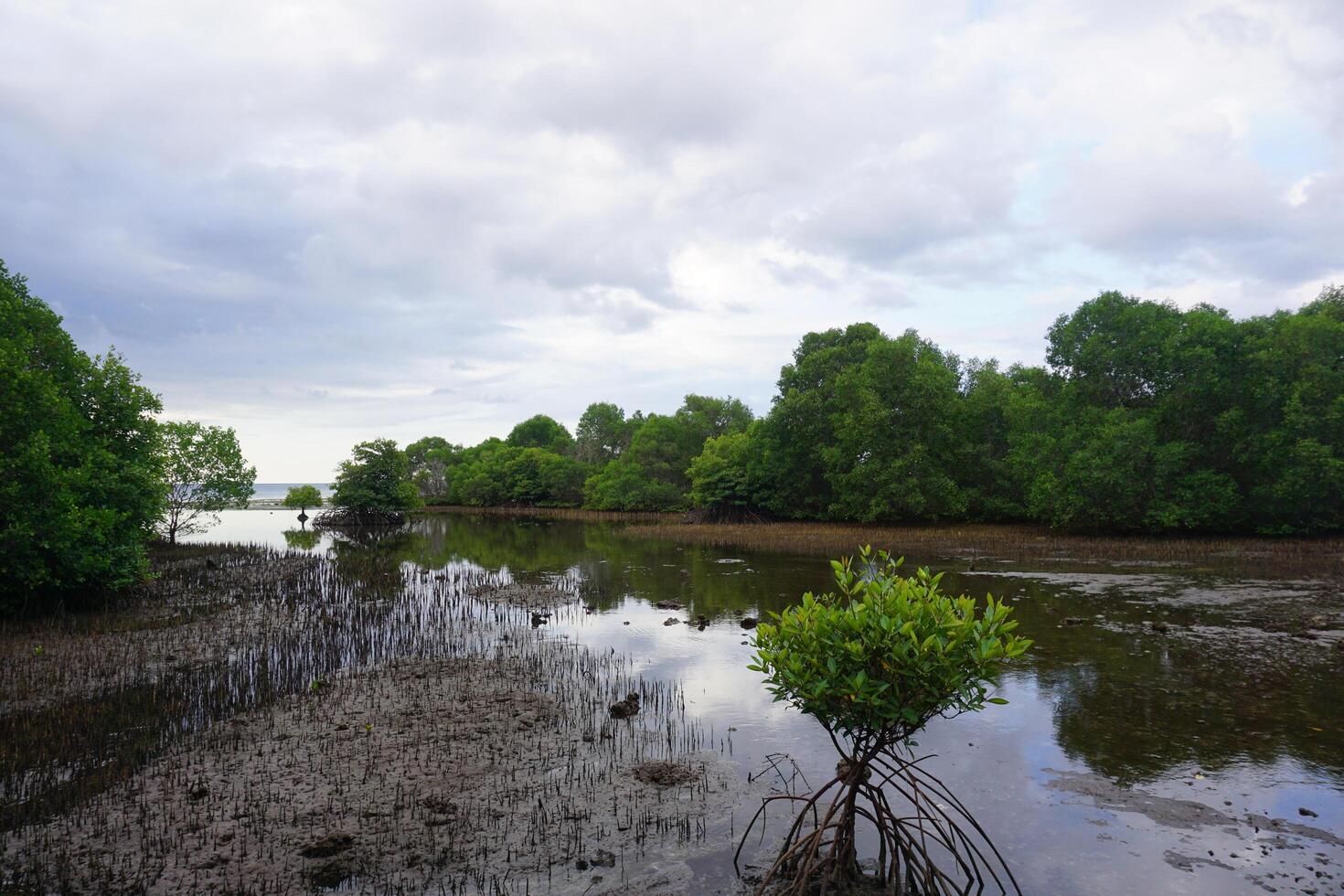 Serene Mangrove Landscape photo