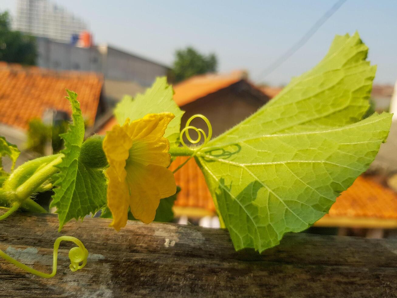 Close up view of Melon flower photo