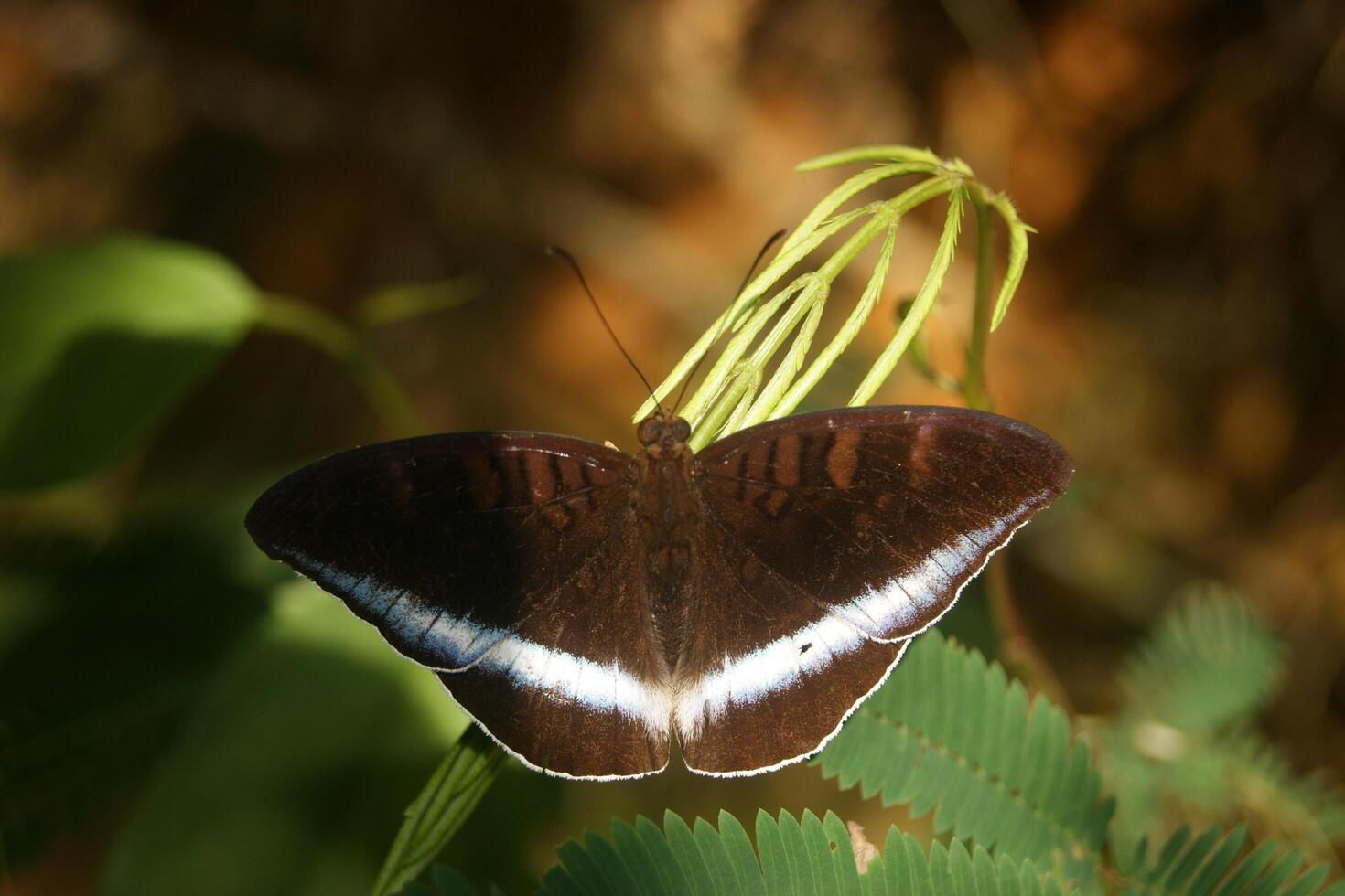 Brown Butterfly on Leaf photo