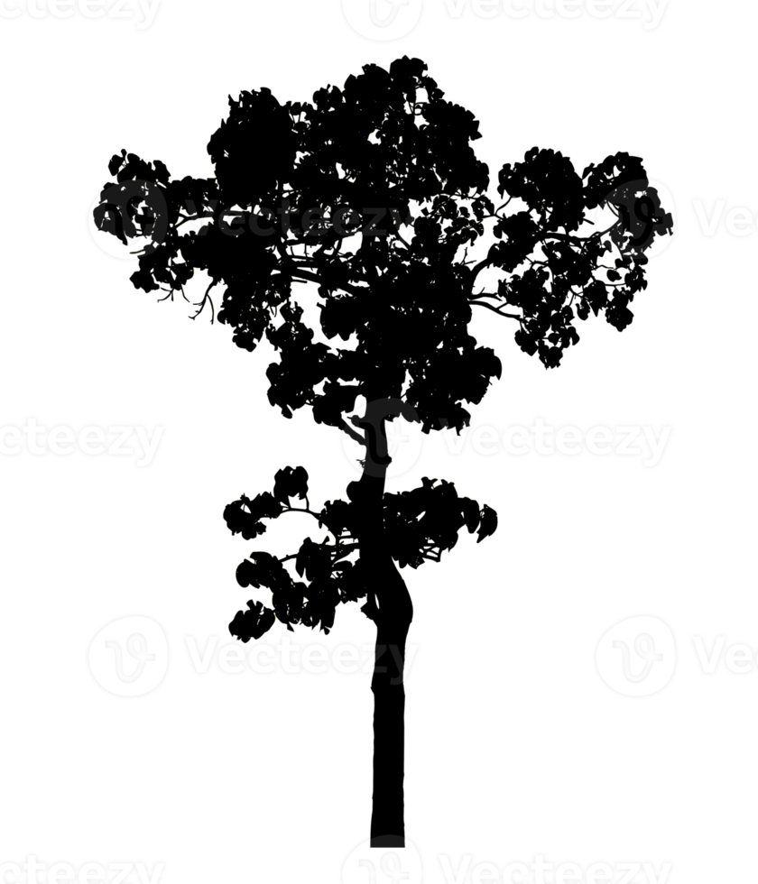 Realistic tree silhouette isolated on transparent background with clipping path and alpha channel png