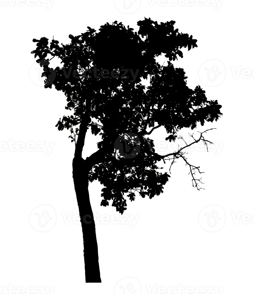 Realistic tree silhouette isolated on transparent background with clipping path and alpha channel png