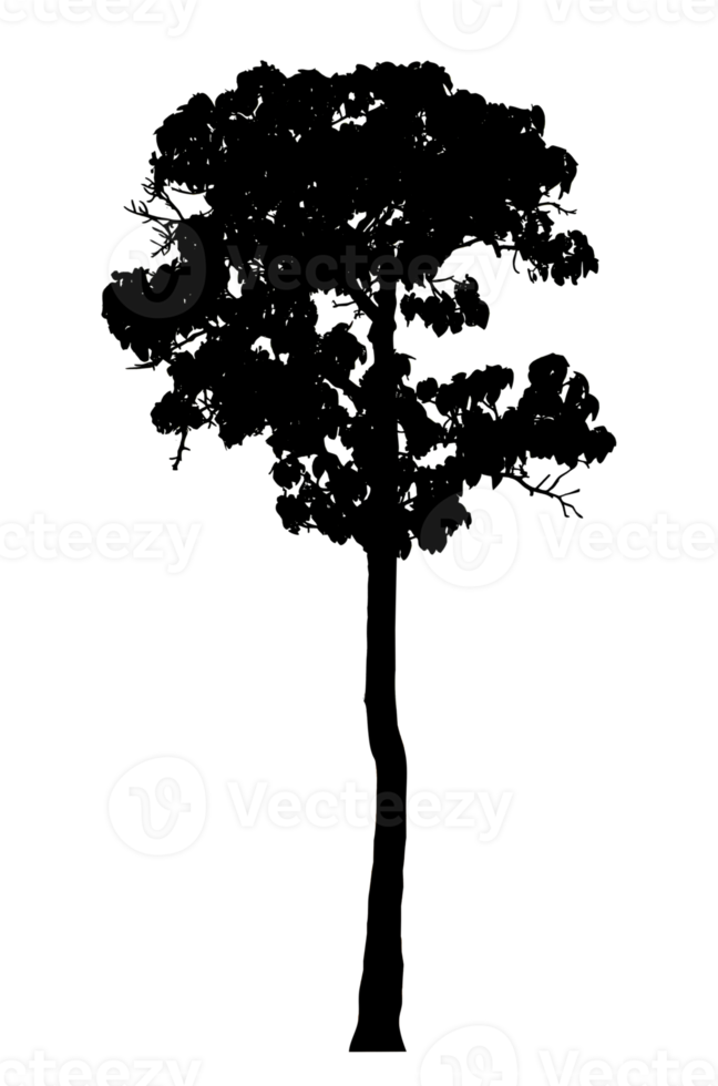 Realistic tree silhouette isolated on transparent background with clipping path and alpha channel png