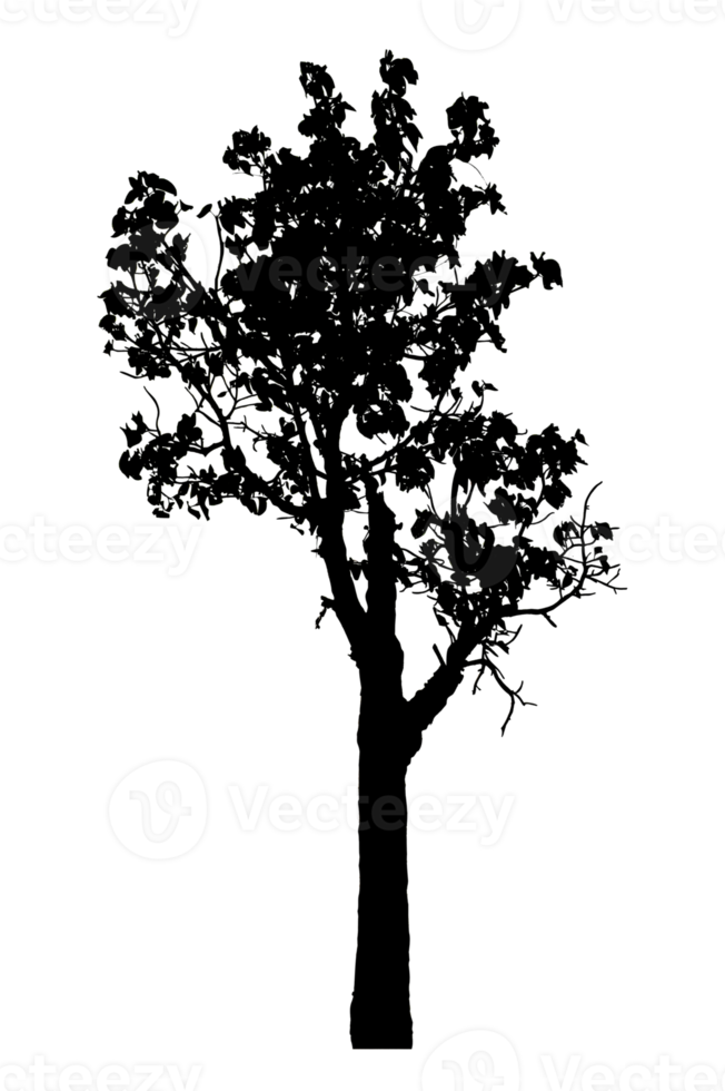 Realistic tree silhouette isolated on transparent background with clipping path and alpha channel png