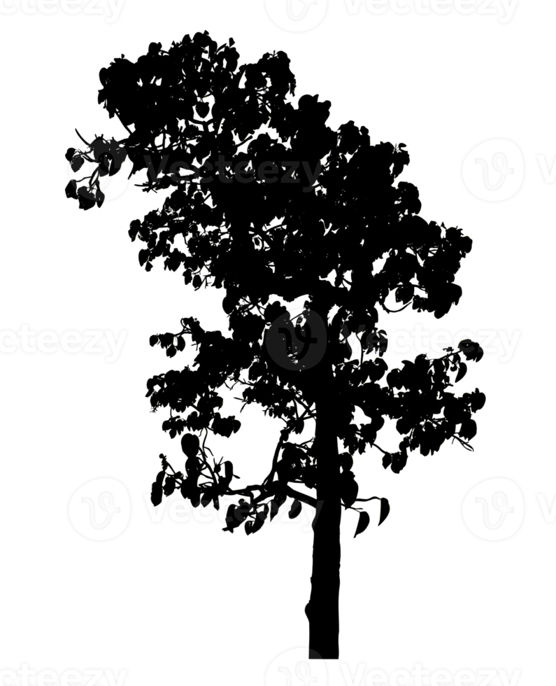 Realistic tree silhouette isolated on transparent background with clipping path and alpha channel png