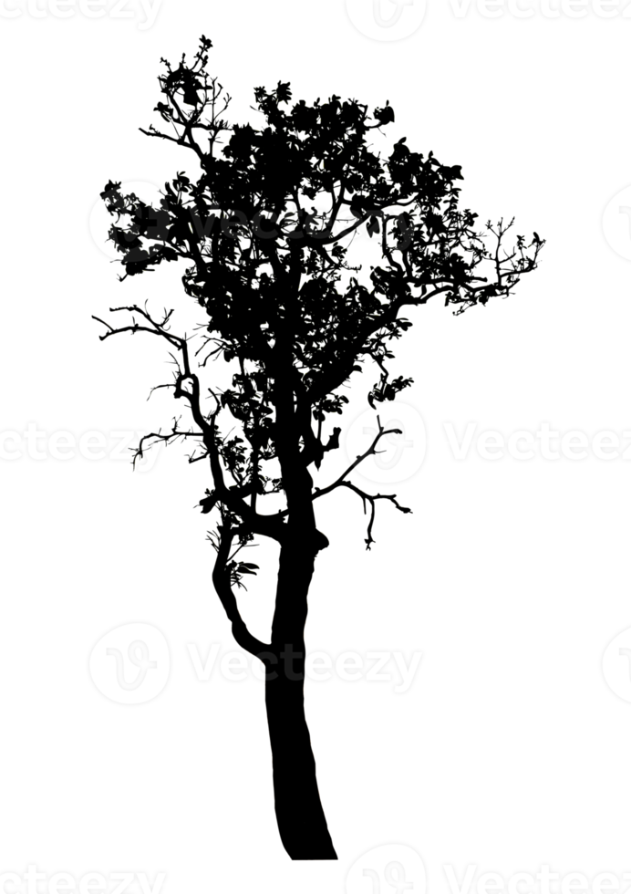 Realistic tree silhouette isolated on transparent background with clipping path and alpha channel png