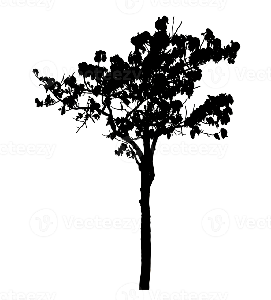 Realistic tree silhouette isolated on transparent background with clipping path and alpha channel png
