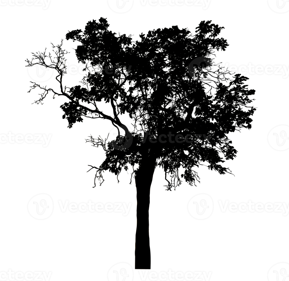 Realistic tree silhouette isolated on transparent background with clipping path and alpha channel png