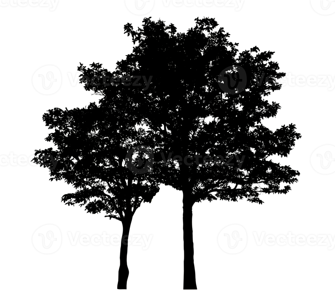 Realistic tree silhouette isolated on transparent background with clipping path and alpha channel png