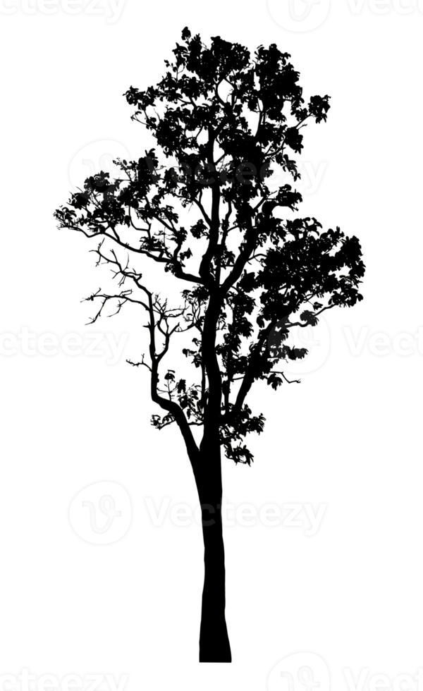 Realistic tree silhouette isolated on transparent background with clipping path and alpha channel png