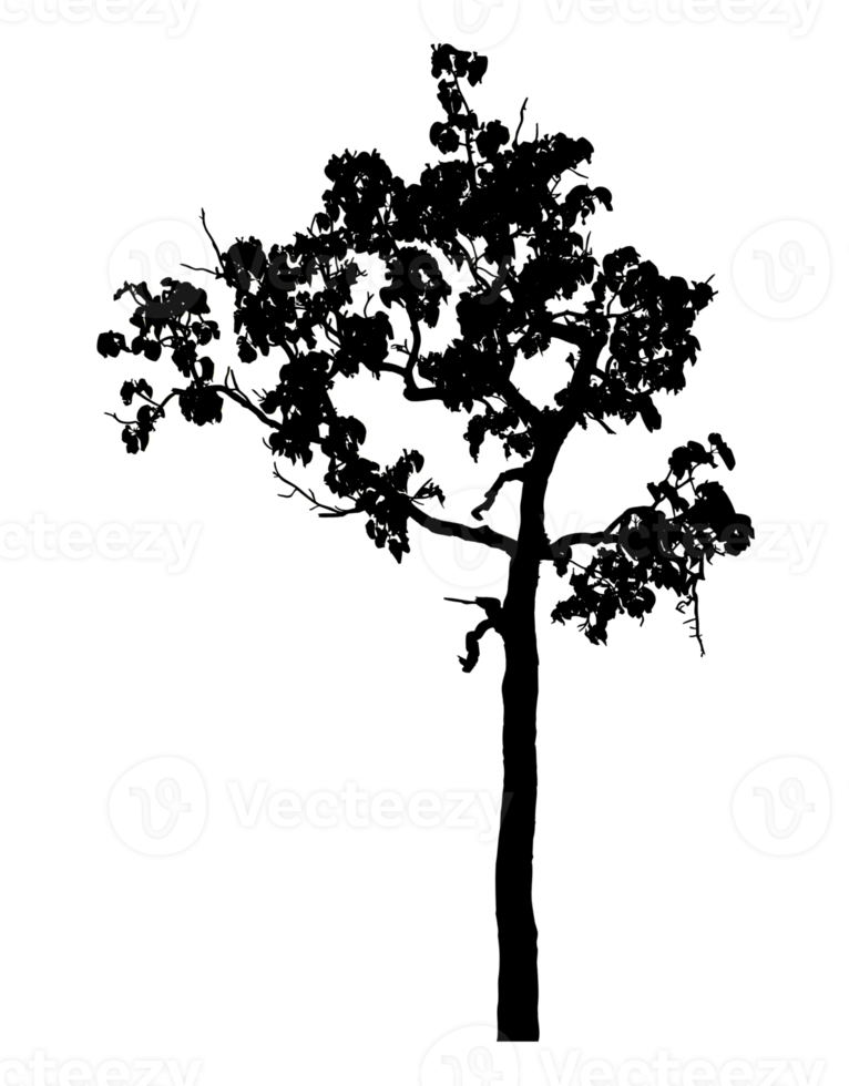 Realistic tree silhouette isolated on transparent background with clipping path and alpha channel png