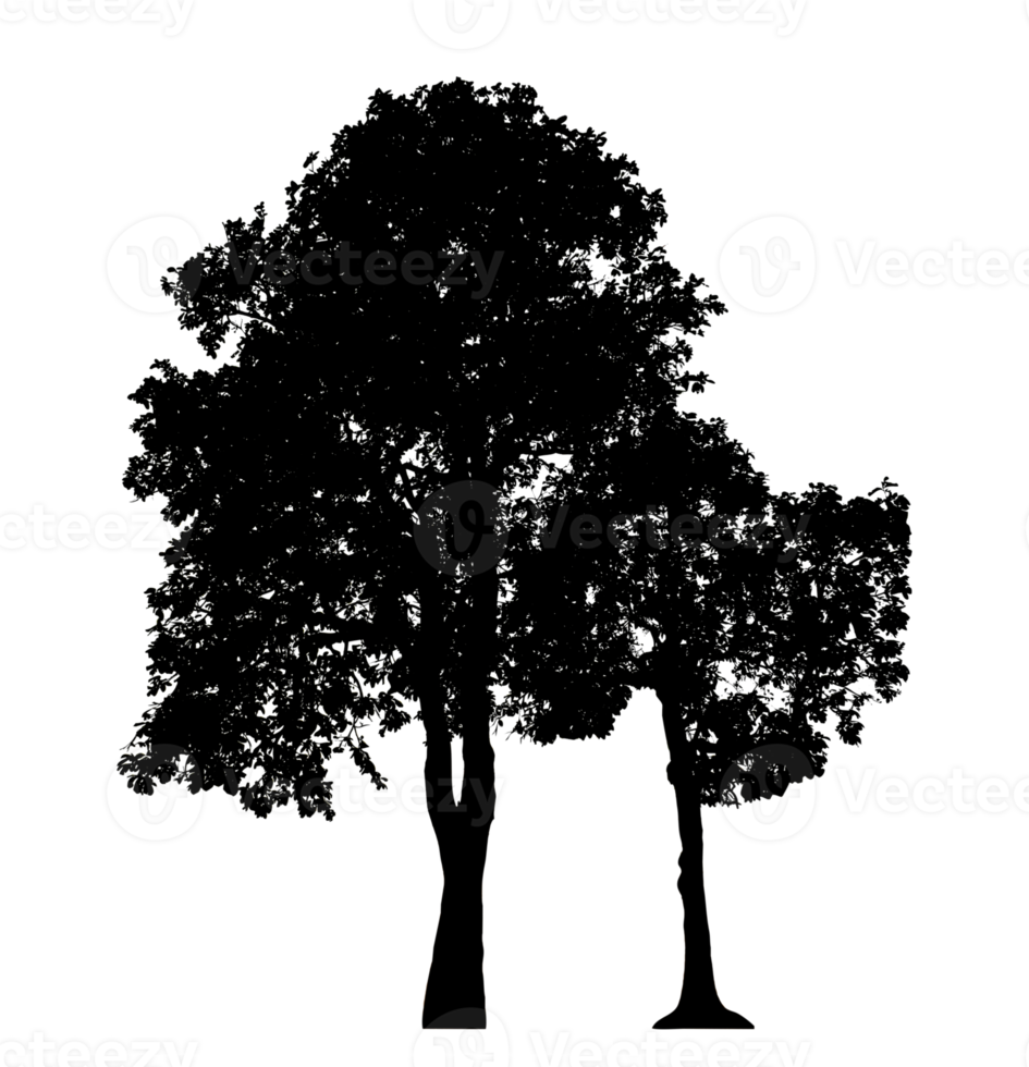 Realistic tree silhouette isolated on transparent background with clipping path and alpha channel png
