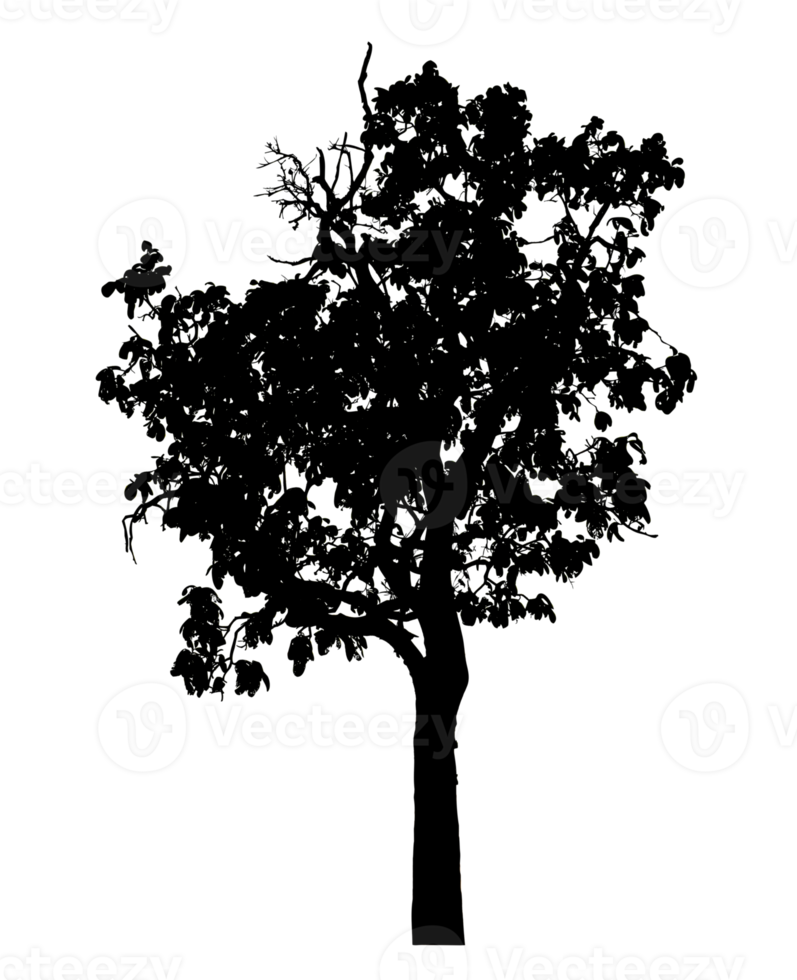 Realistic tree silhouette isolated on transparent background with clipping path and alpha channel png