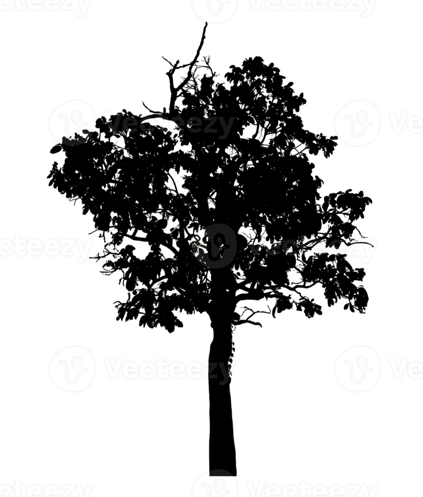 Realistic tree silhouette isolated on transparent background with clipping path and alpha channel png