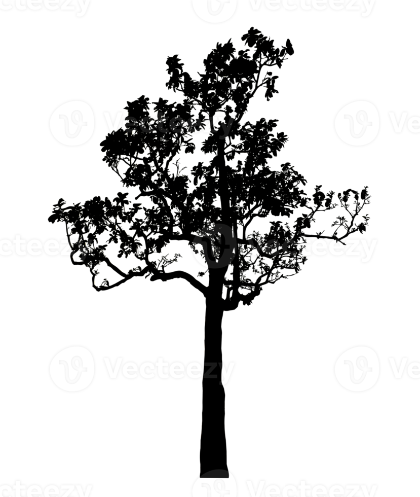 Realistic tree silhouette isolated on transparent background with clipping path and alpha channel png
