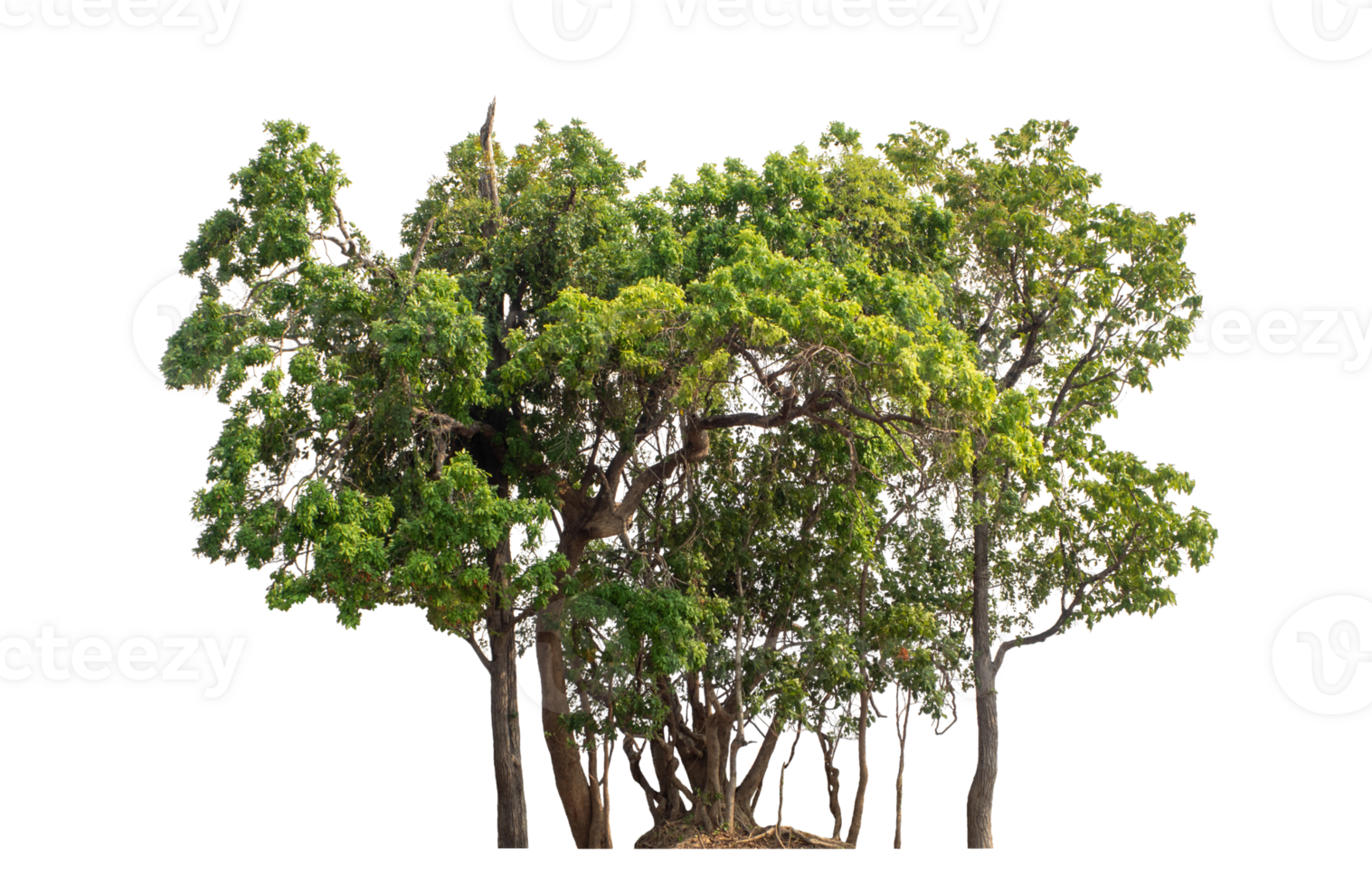 Green tree isolated on transparent background png