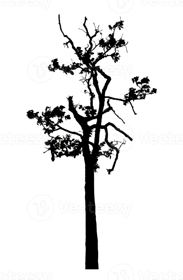 Realistic tree silhouette isolated on transparent background with clipping path and alpha channel png