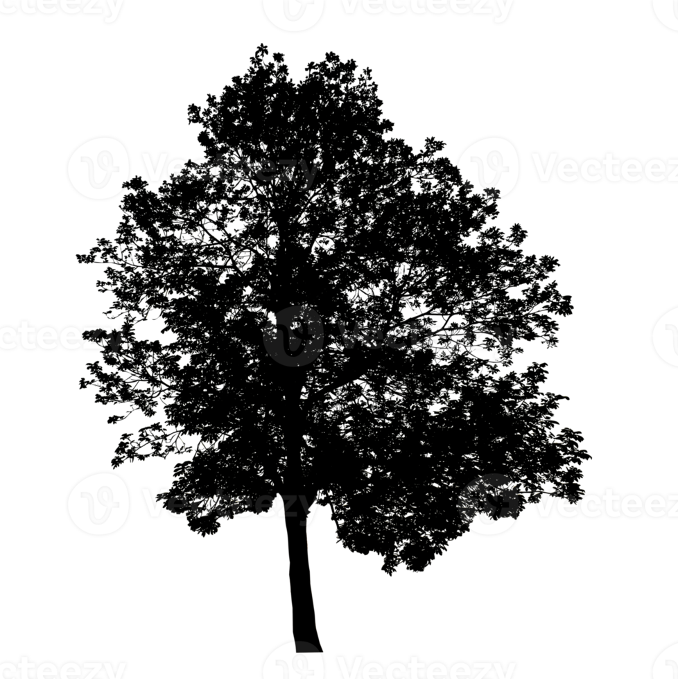 Realistic tree silhouette isolated on transparent background with clipping path and alpha channel png