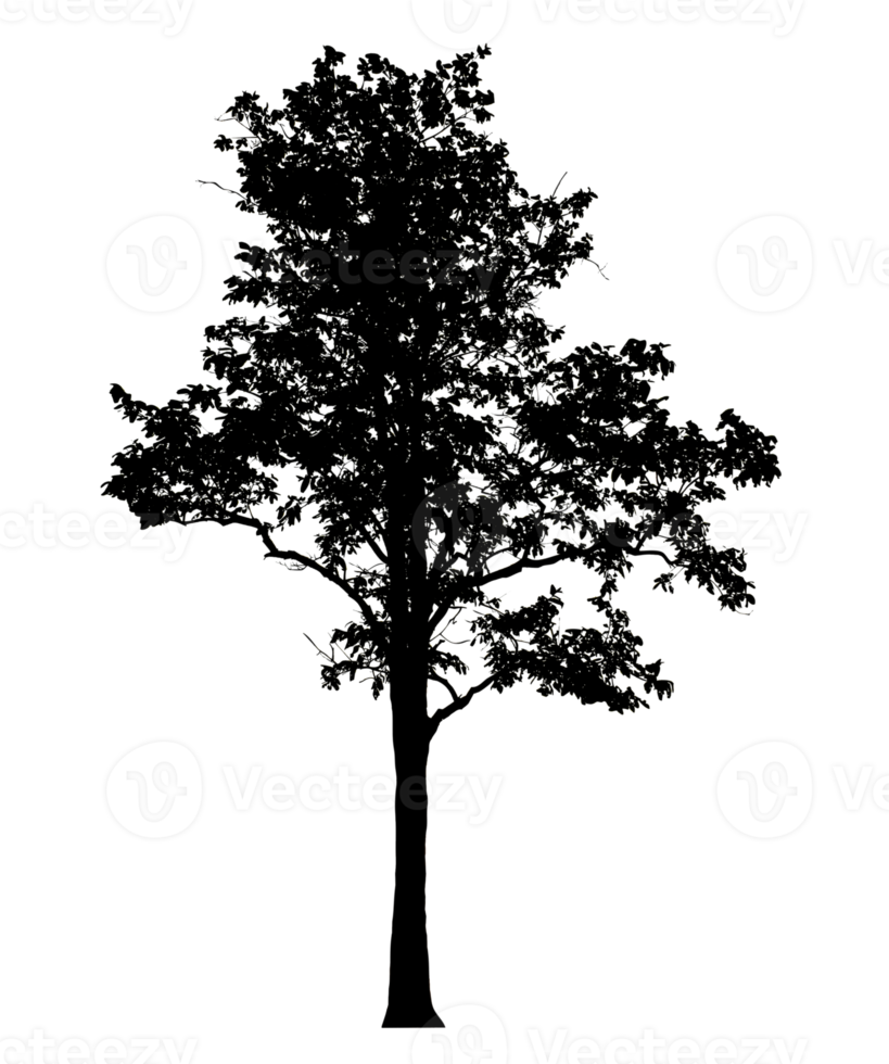 Realistic tree silhouette isolated on transparent background with clipping path and alpha channel png