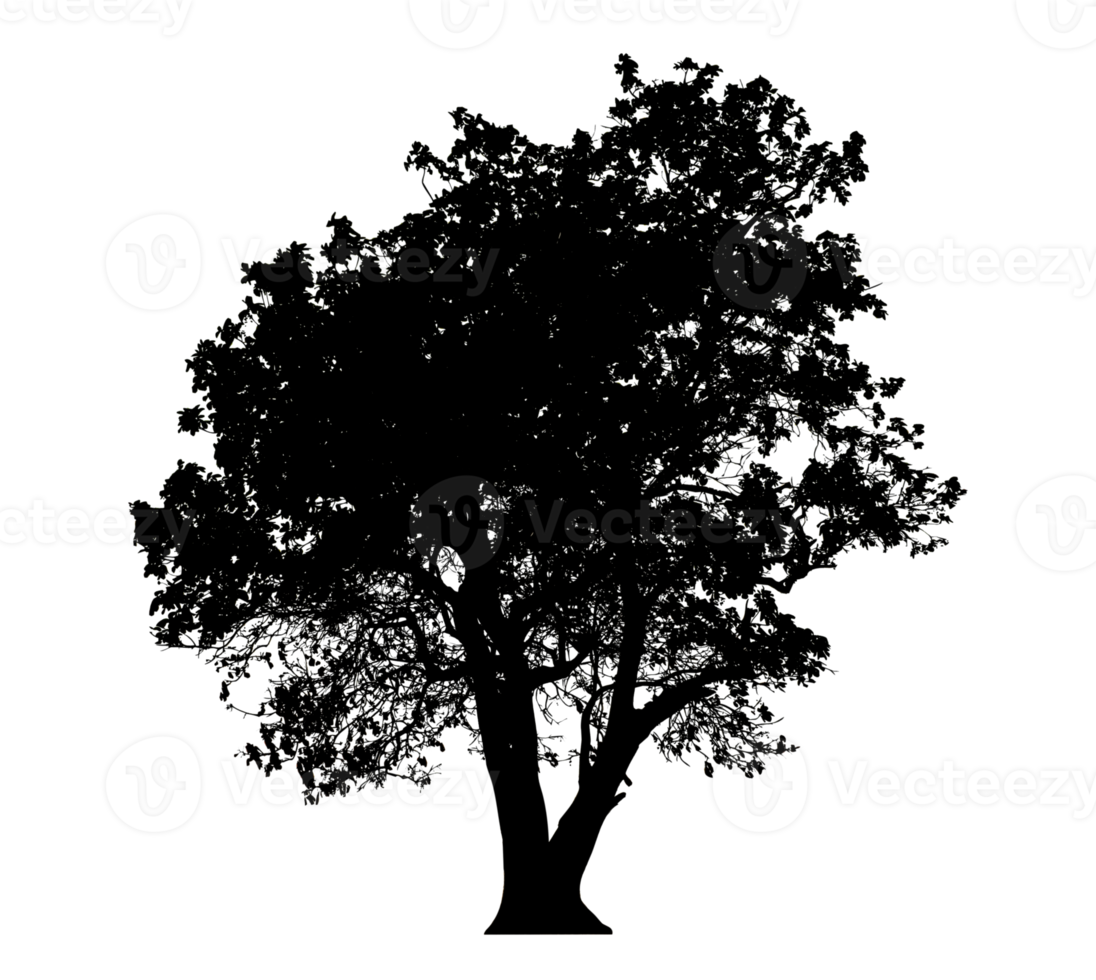 Realistic tree silhouette isolated on transparent background with clipping path and alpha channel png
