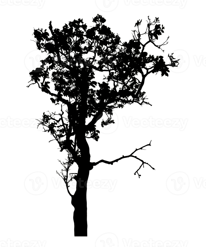 Realistic tree silhouette isolated on transparent background with clipping path and alpha channel png