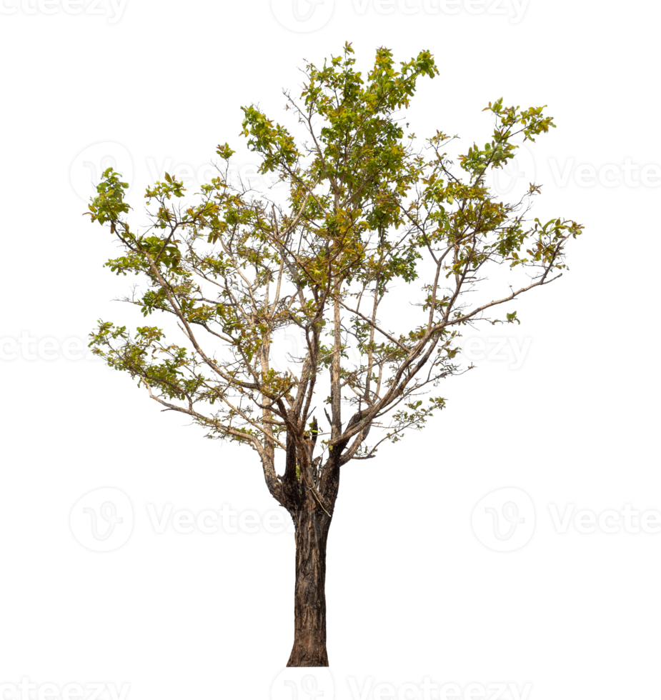 Tree isolated on transparent background png