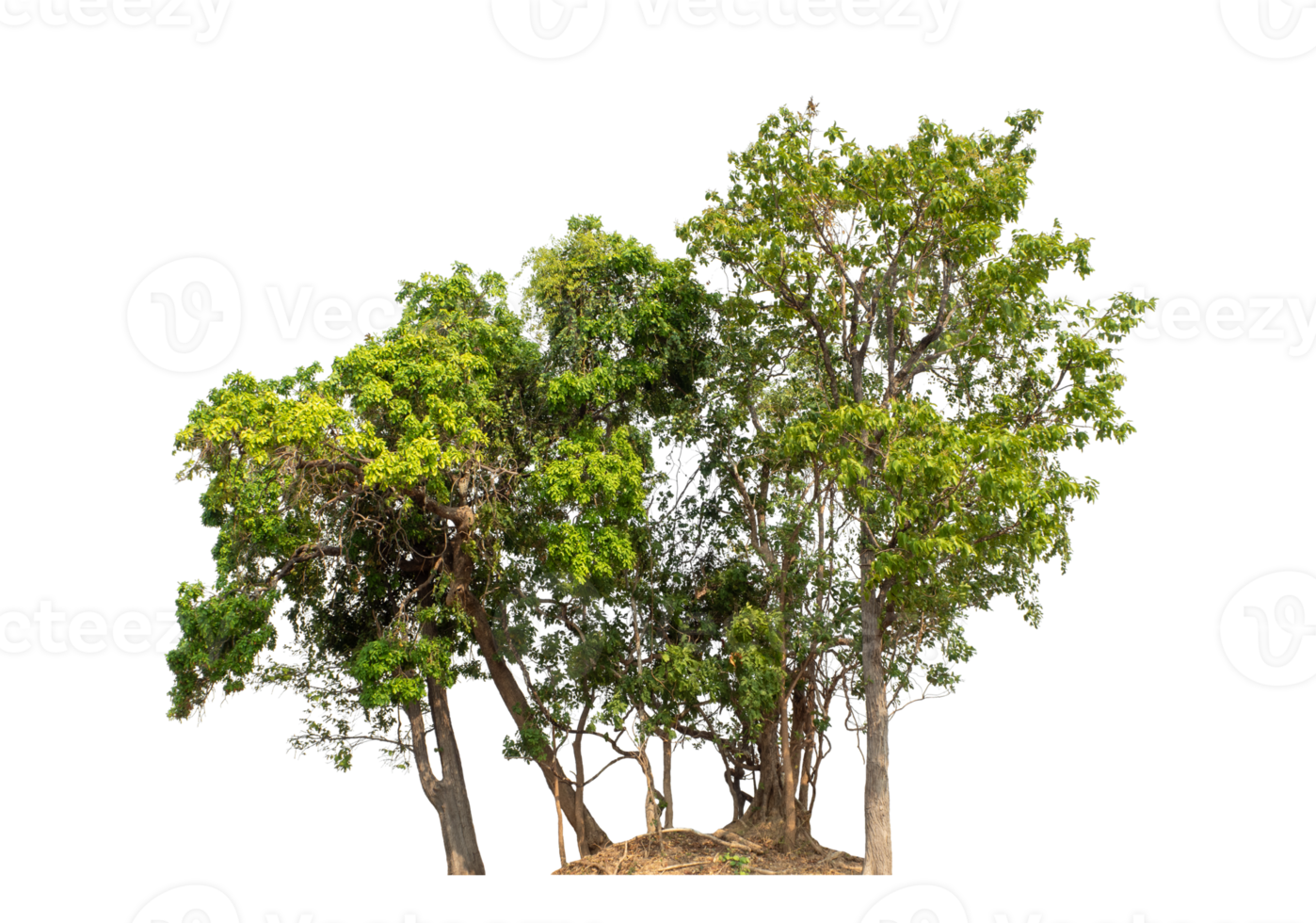 Green tree isolated on transparent background png