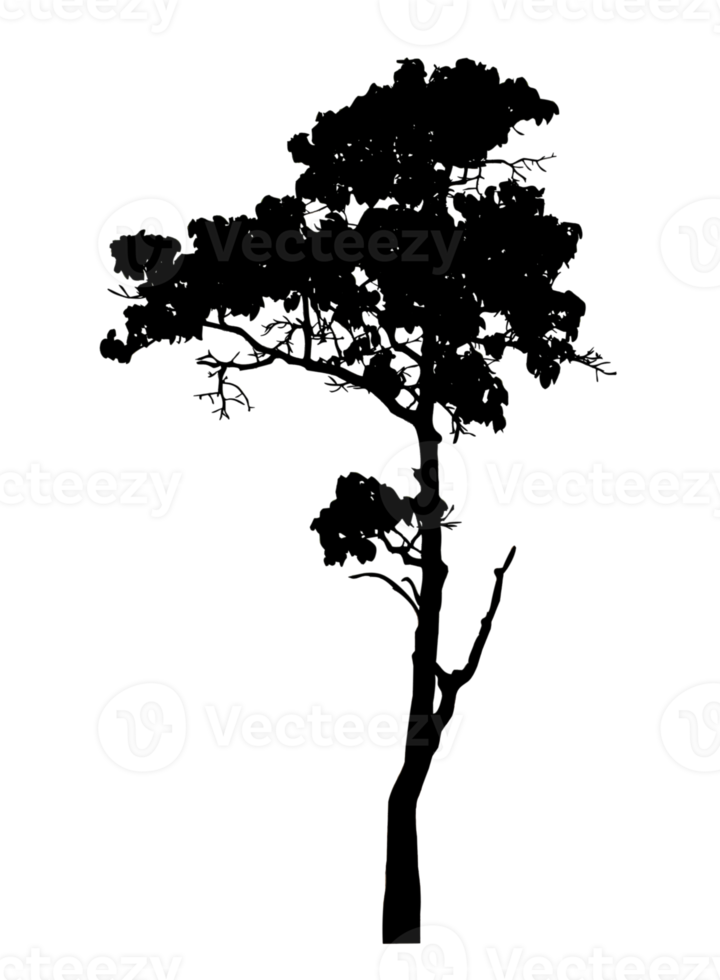Realistic tree silhouette isolated on transparent background with clipping path and alpha channel png