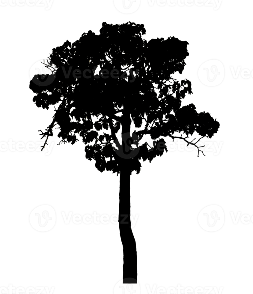 Realistic tree silhouette isolated on transparent background with clipping path and alpha channel png