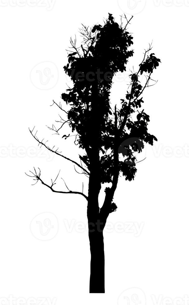 Realistic tree silhouette isolated on transparent background with clipping path and alpha channel png