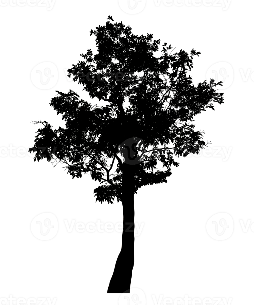 Realistic tree silhouette isolated on transparent background with clipping path and alpha channel png