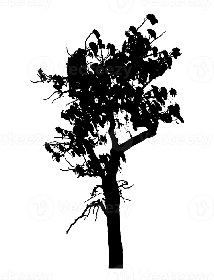 Realistic tree silhouette isolated on transparent background with clipping path and alpha channel png