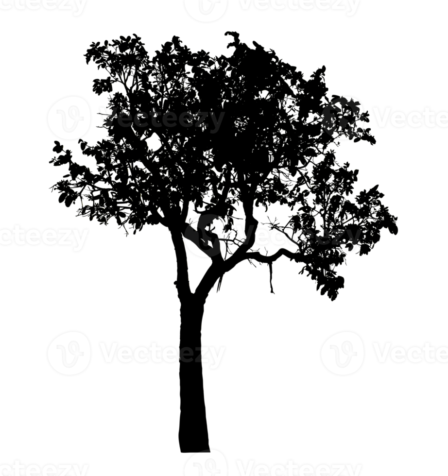 Realistic tree silhouette isolated on transparent background with clipping path and alpha channel png