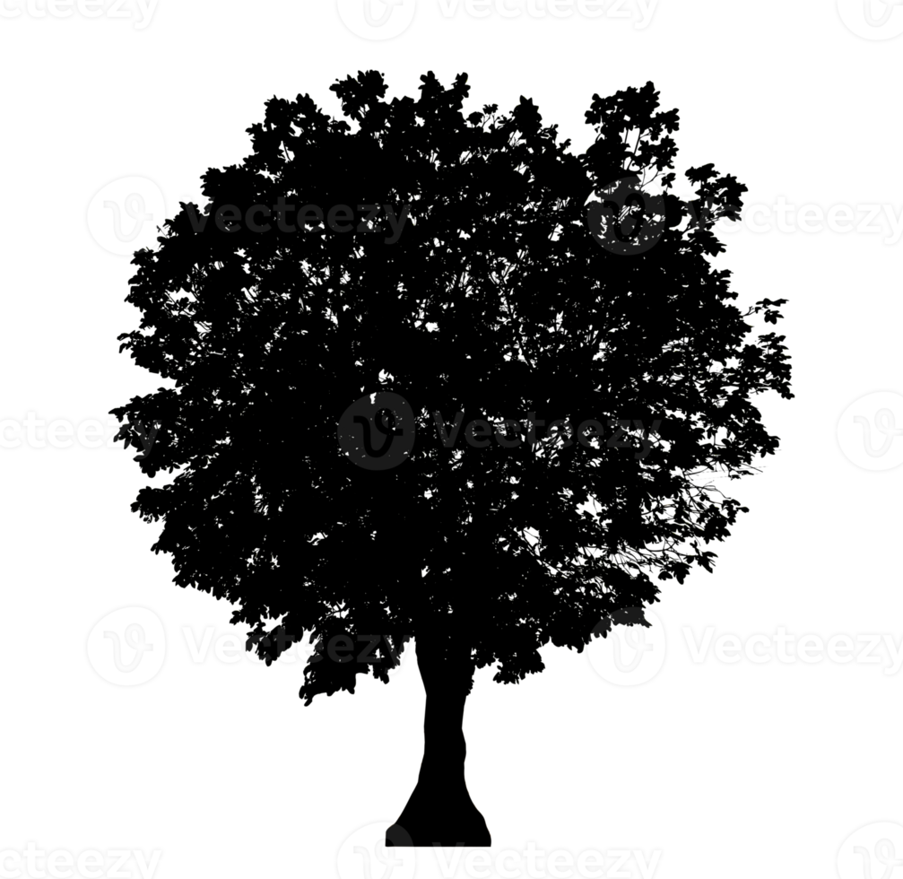 Realistic tree silhouette isolated on transparent background with clipping path and alpha channel png