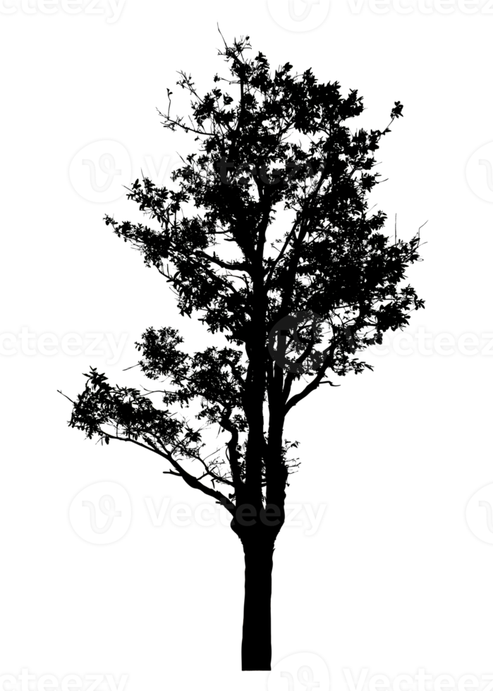 Realistic tree silhouette isolated on transparent background with clipping path and alpha channel png