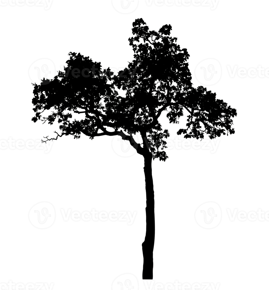 Realistic tree silhouette isolated on transparent background with clipping path and alpha channel png