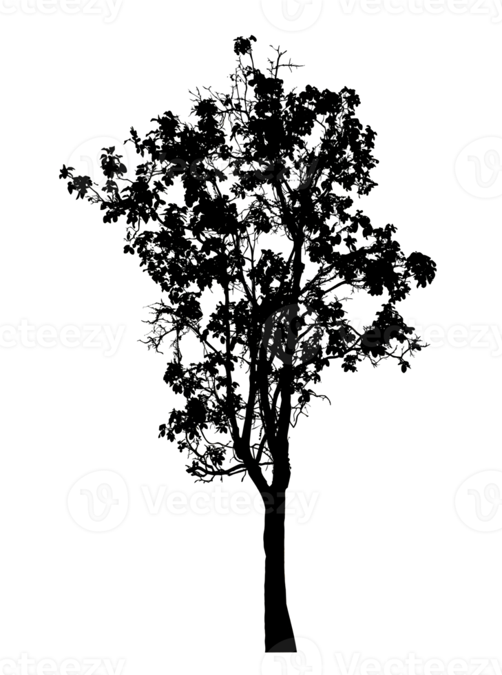 Realistic tree silhouette isolated on transparent background with clipping path and alpha channel png