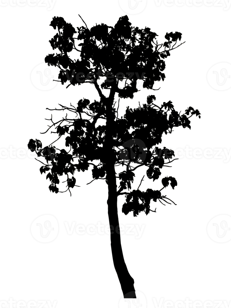 Realistic tree silhouette isolated on transparent background with clipping path and alpha channel png