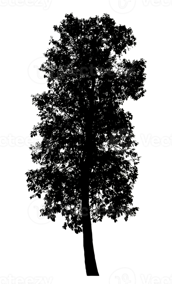 Realistic tree silhouette isolated on transparent background with clipping path and alpha channel png
