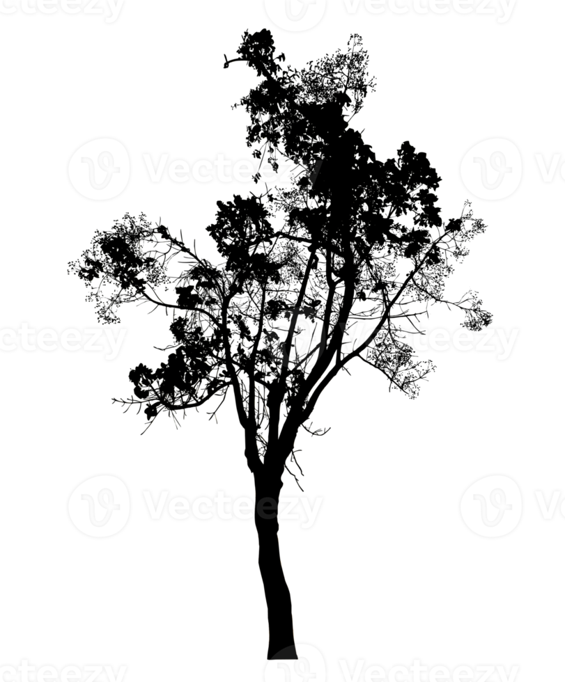 Realistic tree silhouette isolated on transparent background with clipping path and alpha channel png