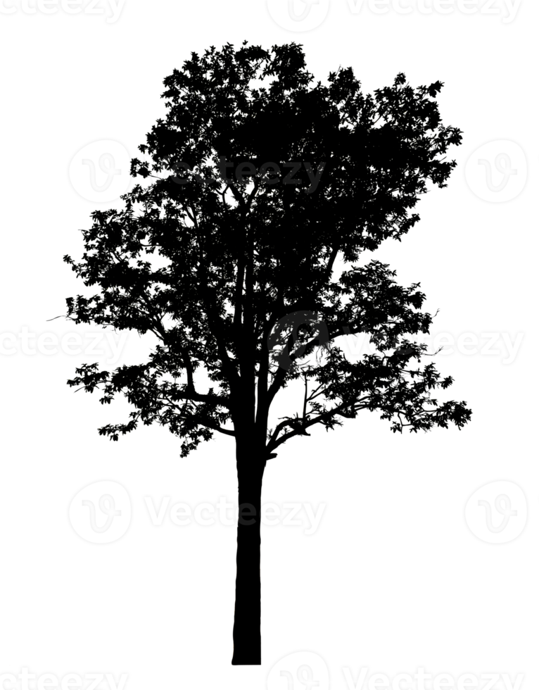 Realistic tree silhouette isolated on transparent background with clipping path and alpha channel png