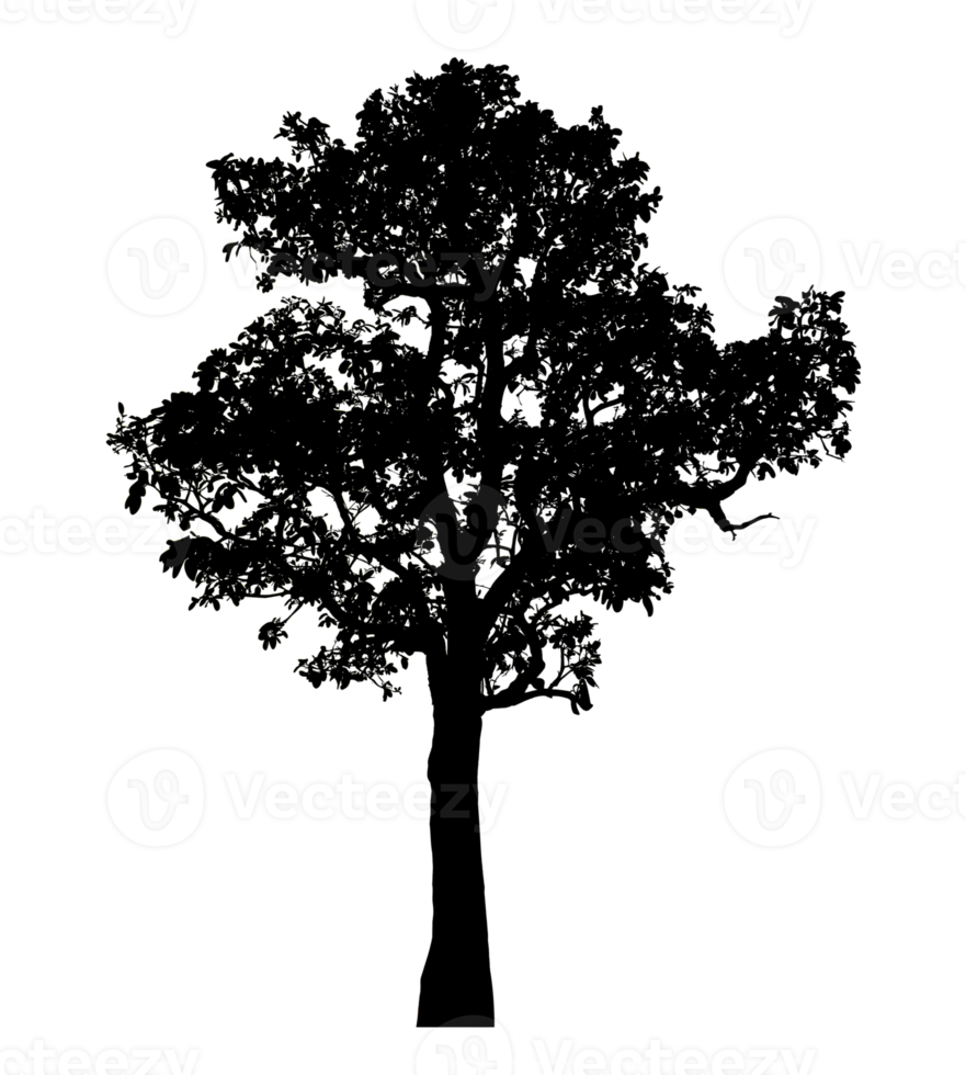 Realistic tree silhouette isolated on transparent background with clipping path and alpha channel png