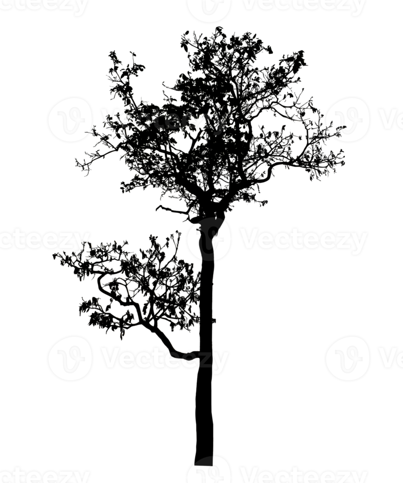 Realistic tree silhouette isolated on transparent background with clipping path and alpha channel png