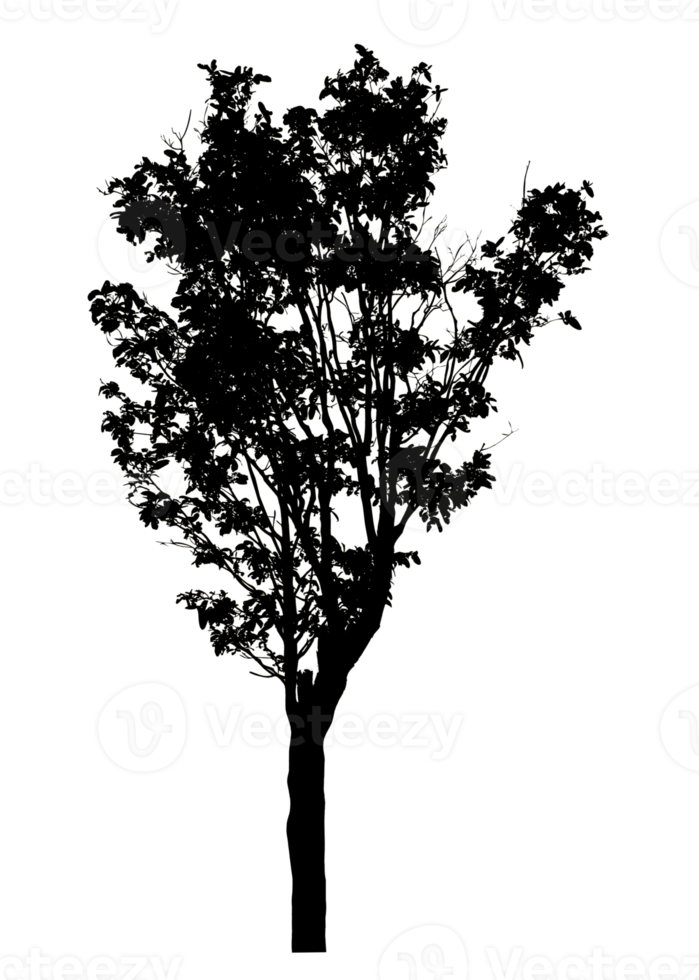 Realistic tree silhouette isolated on transparent background with clipping path and alpha channel png