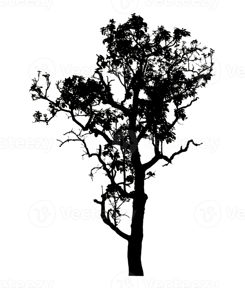 Realistic tree silhouette isolated on transparent background with clipping path and alpha channel png