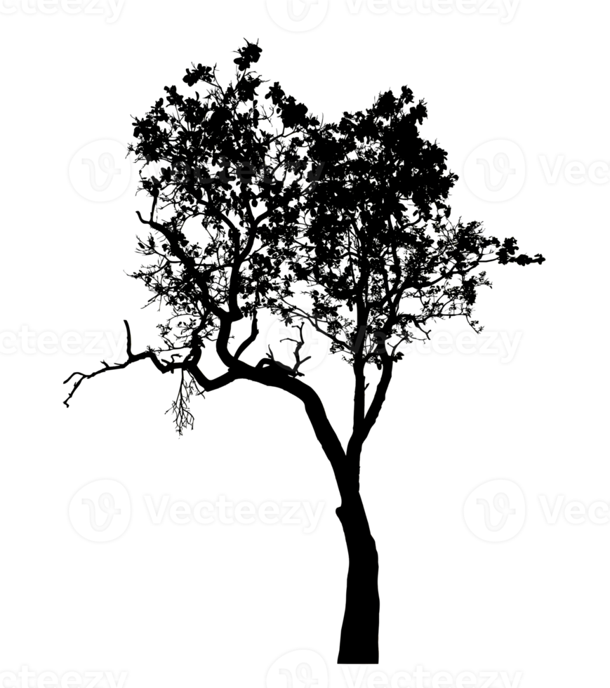 Realistic tree silhouette isolated on transparent background with clipping path and alpha channel png