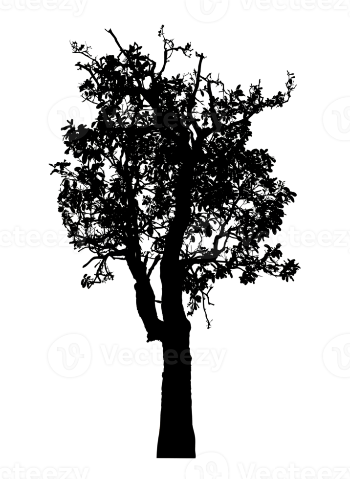 Realistic tree silhouette isolated on transparent background with clipping path and alpha channel png
