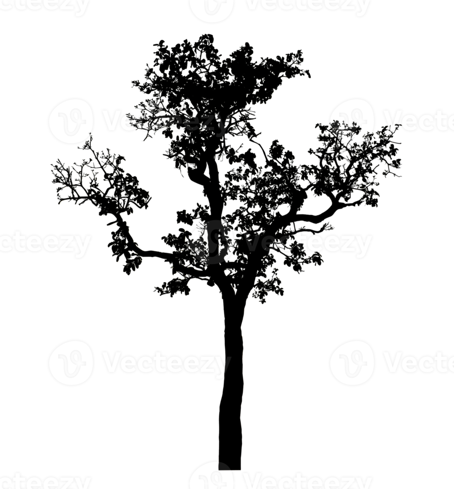 Realistic tree silhouette isolated on transparent background with clipping path and alpha channel png