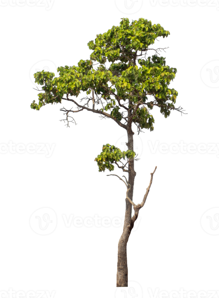 Green tree isolated on transparent background png