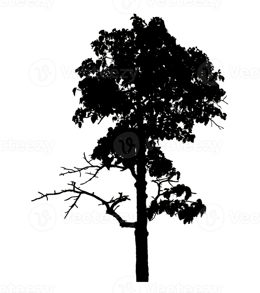 Realistic tree silhouette isolated on transparent background with clipping path and alpha channel png